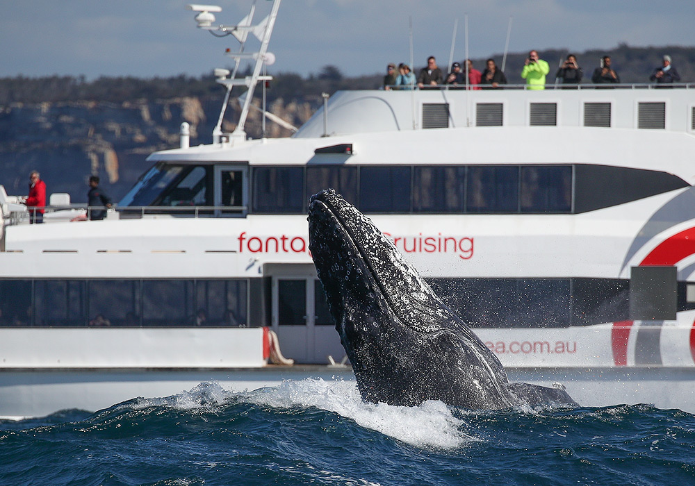 cruise boat,cruiseship 3hr discovery cruise - best boat in sydney