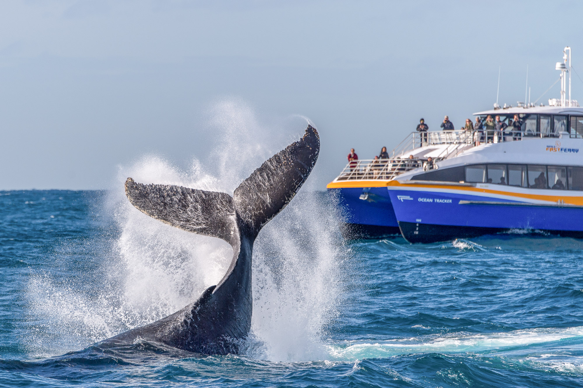 Whale Watching Photo Gallery - Whale Watching Sydney