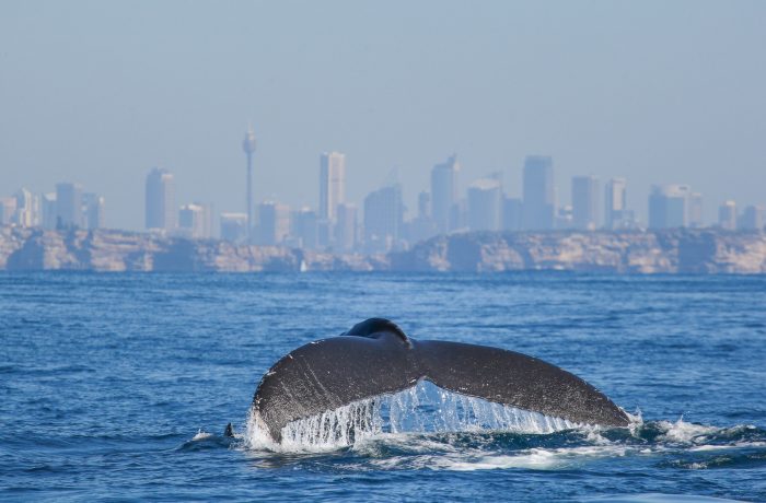 Gallery – Whale Watching Sydney