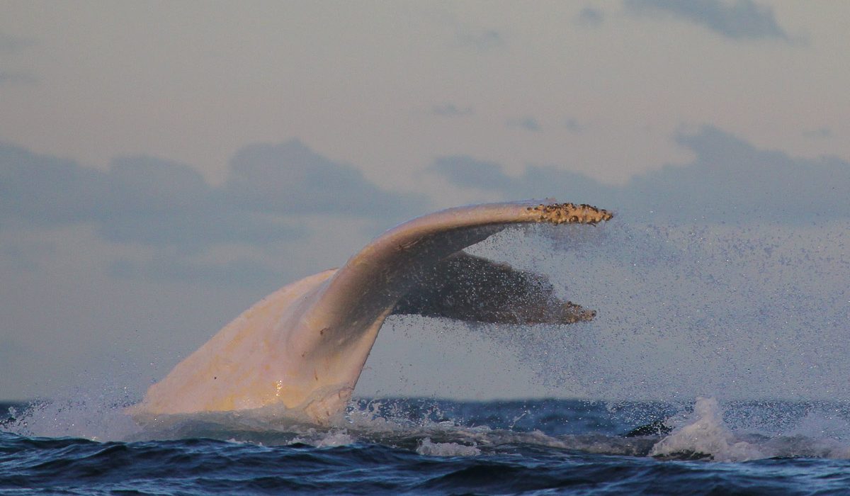 Migaloo, Whale Watching