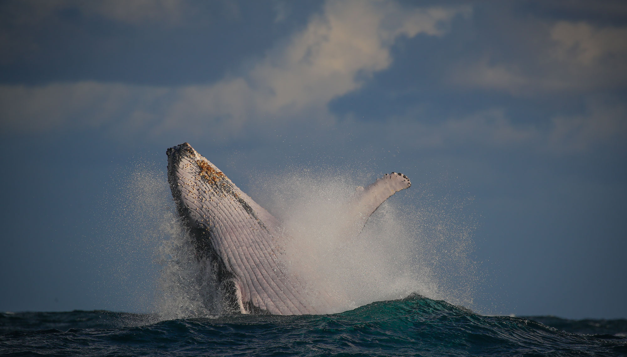 FAQ - Whale Watching Cruises and Tours - Whale Watching Sydney