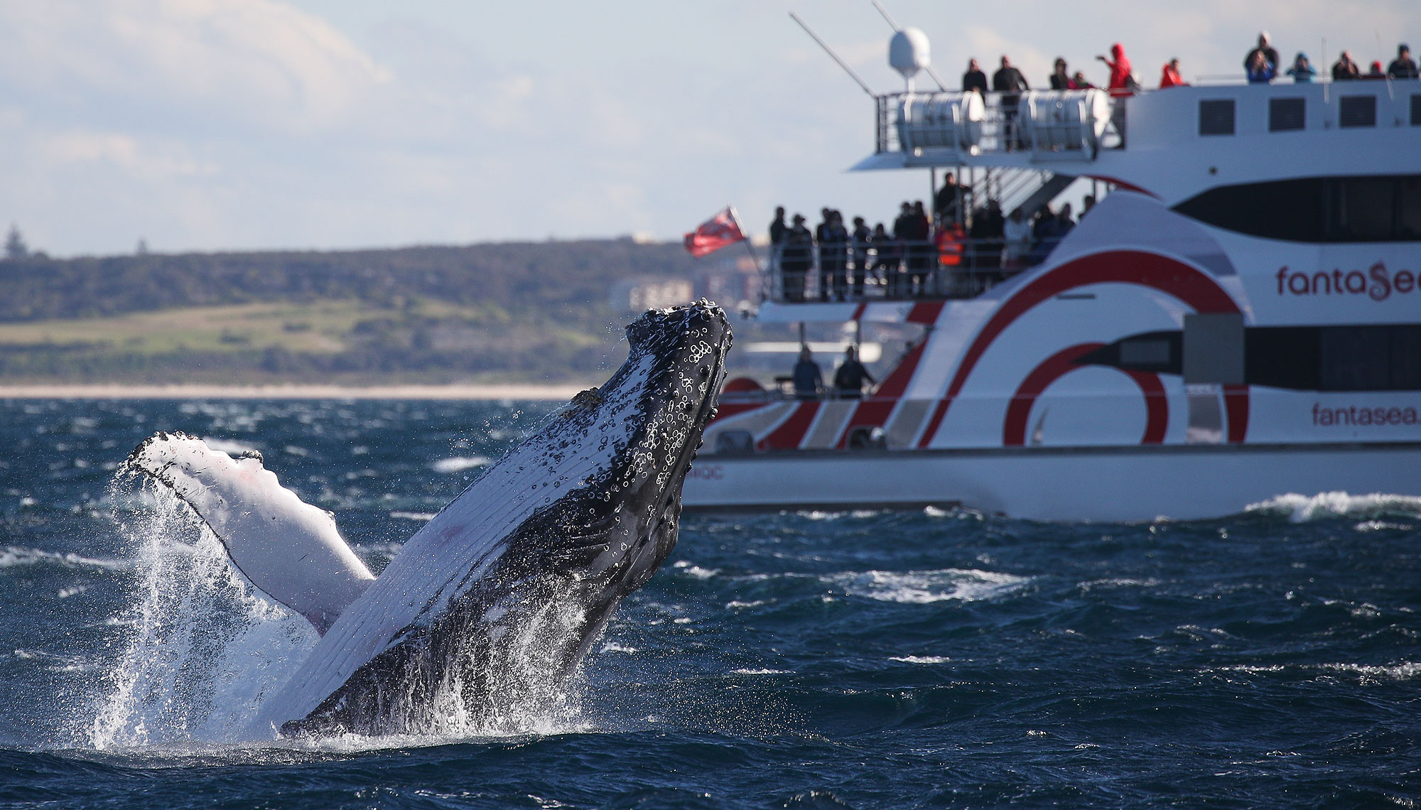 Sydney's best 2hr & 3hr whale watching cruises - Whale Watching Sydney