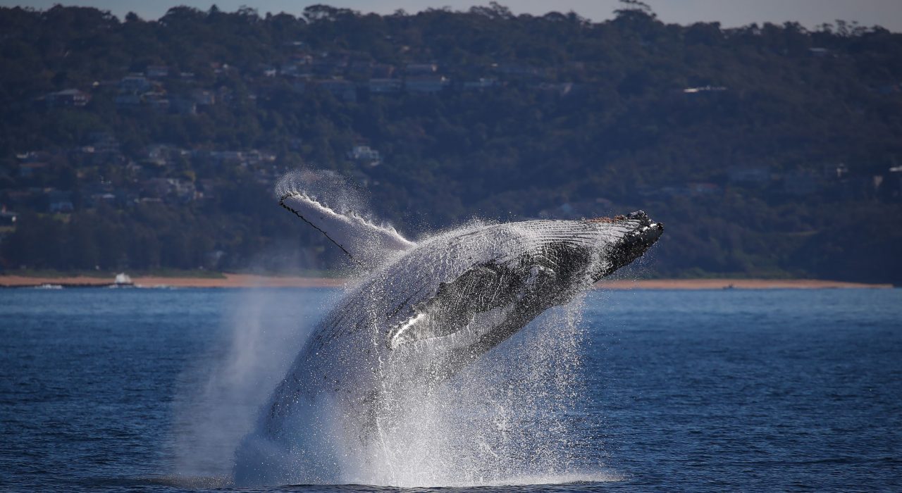 2.5hr Whale Watching Cruise Departing From the Central Coast.