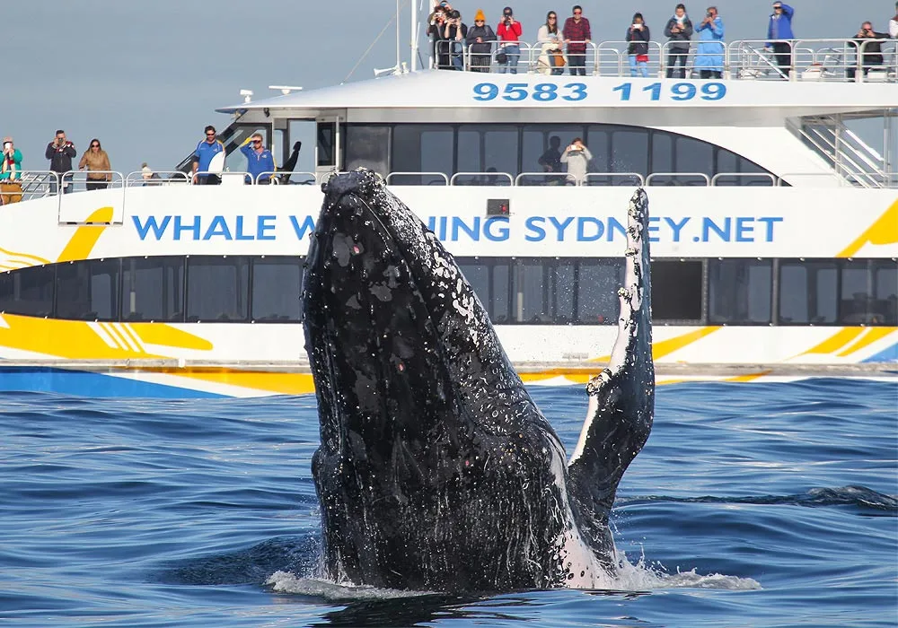 Sydney's best 2hr & 3hr whale watching cruises - Whale Watching Sydney