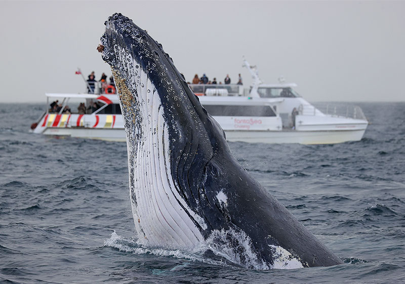 Whale Watching, 2hr Express Cruise