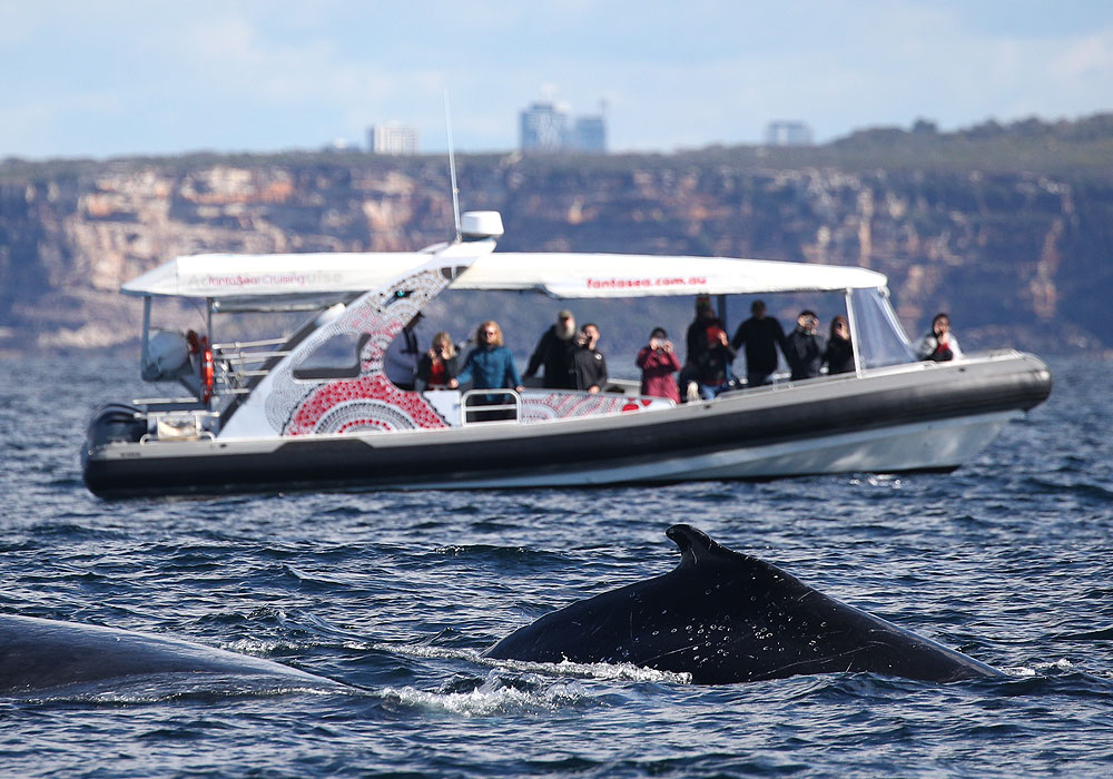 Whale Watching, 2hr Express Cruise