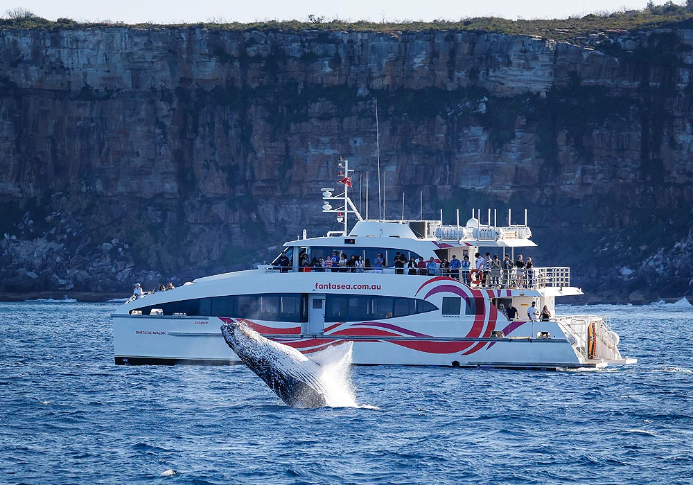 Whale Watching, 2hr Express Cruise