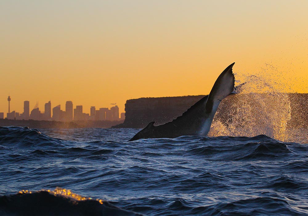 Whale Watching, 2hr Express Cruise