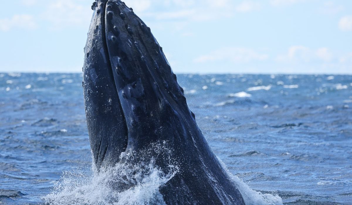 whale breaching out of water in Sydney