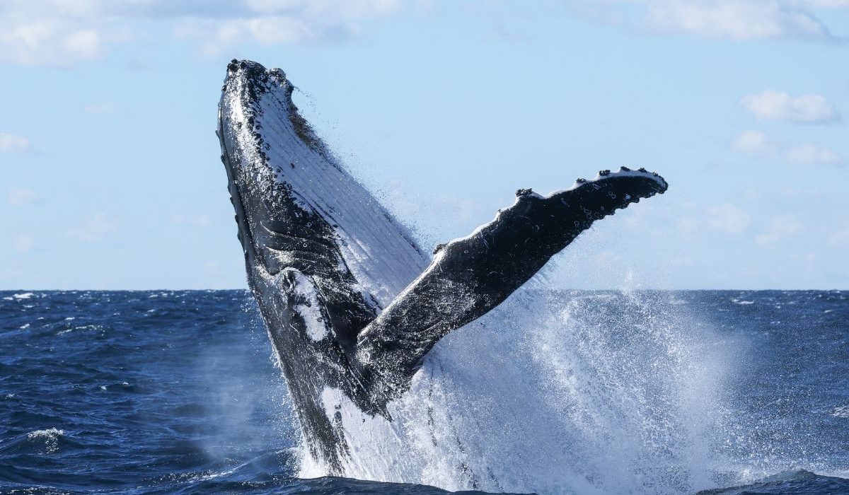 whale breaching out of water in Sydney