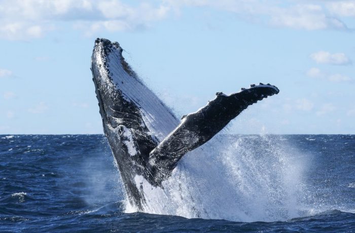 whale breaching out of water in Sydney