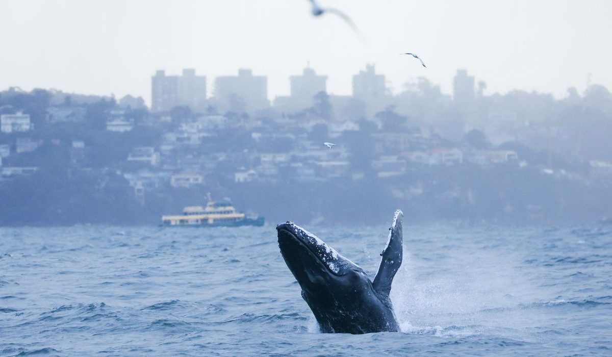 whale breaching out of water in Sydney