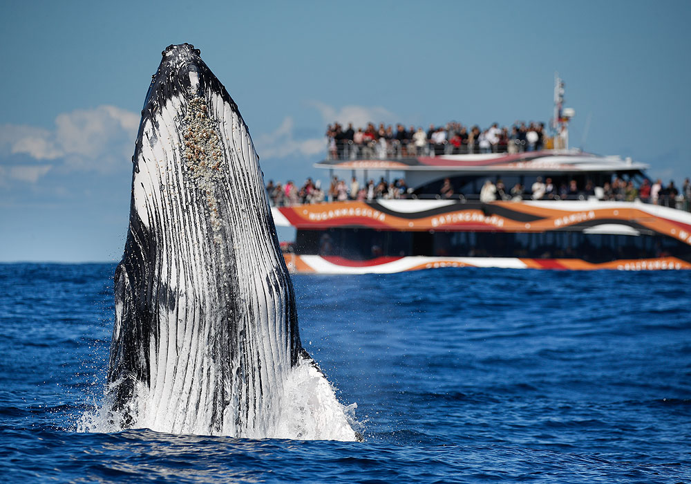 Whale Watching, 2hr Express Cruise