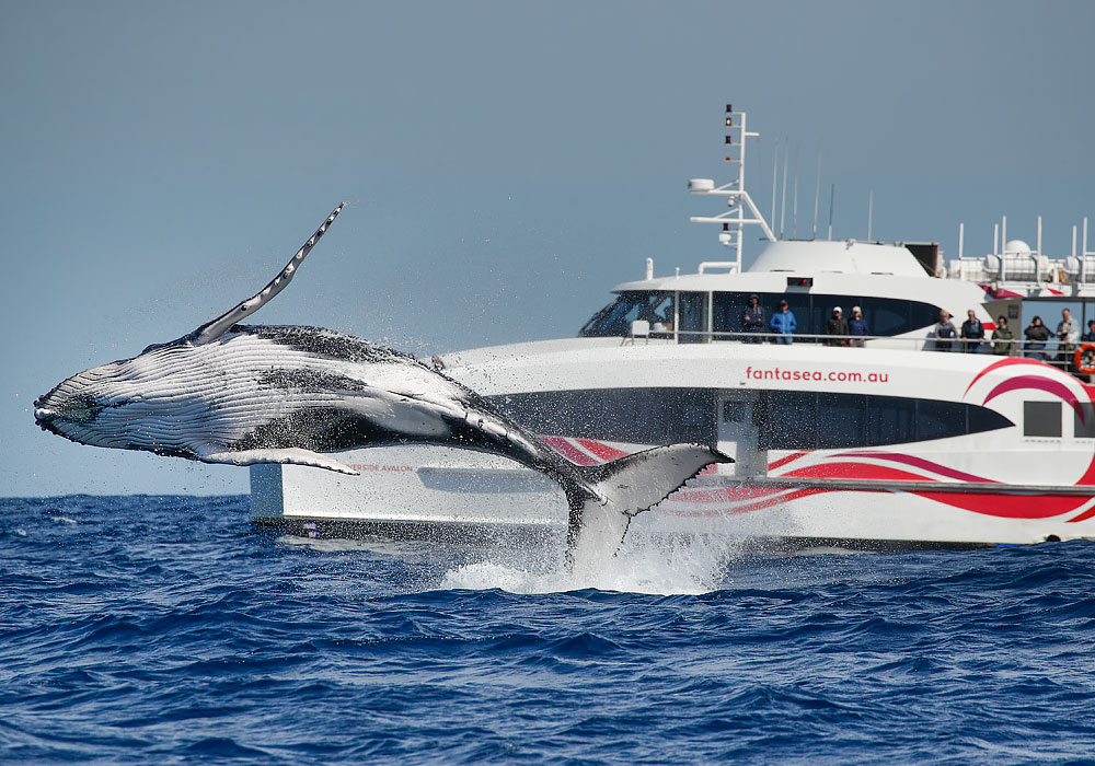 Whale Watching, 2hr Express Cruise