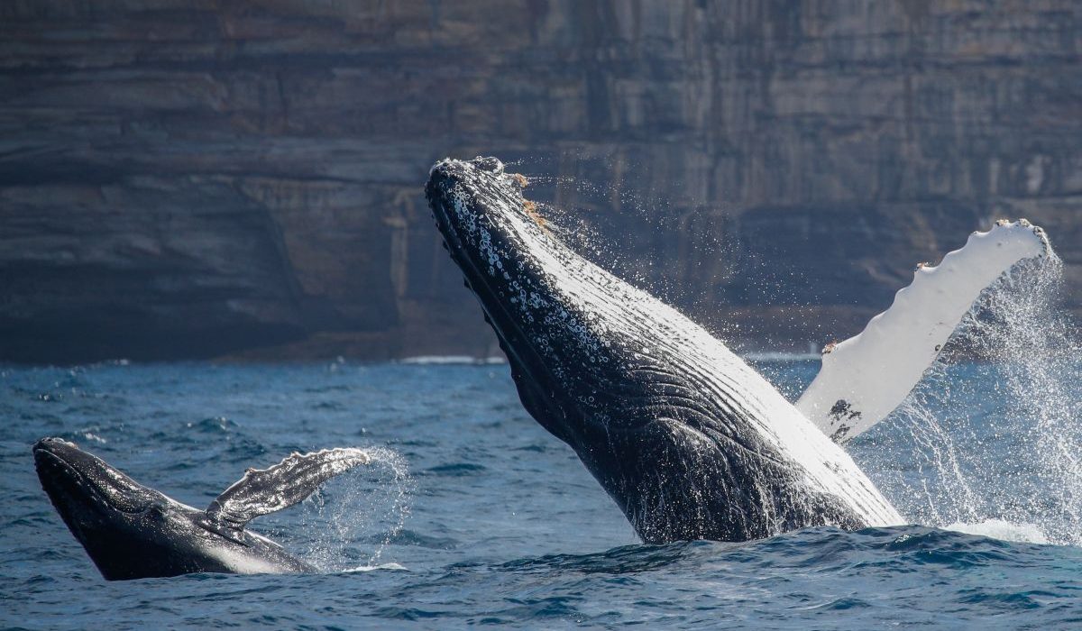 a mother whale and calf breahing together in front of cliffs