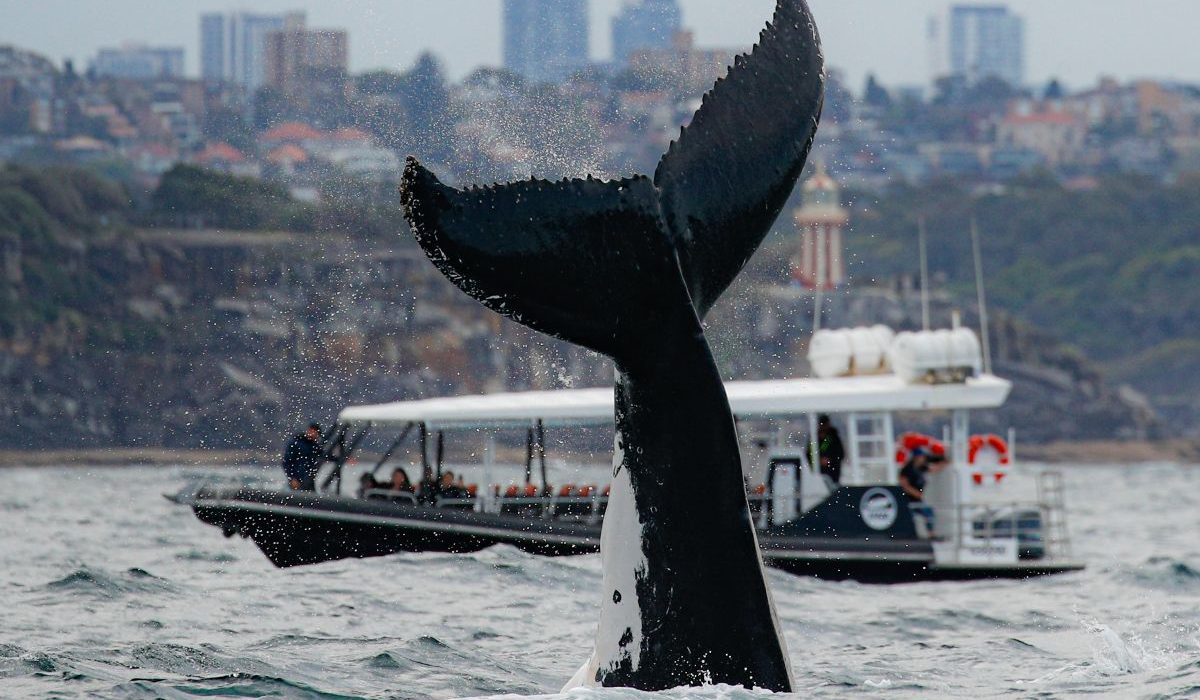whale tail slap off Sydney coast