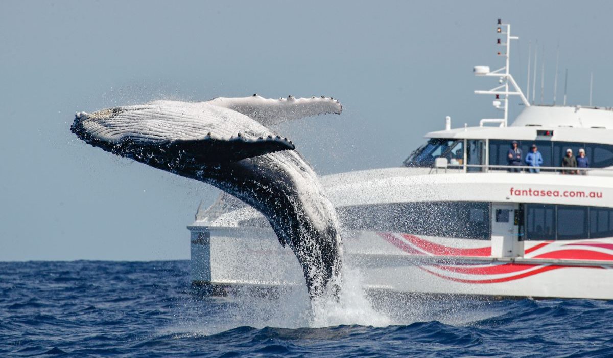 whale leaping out of the water in front of a boat