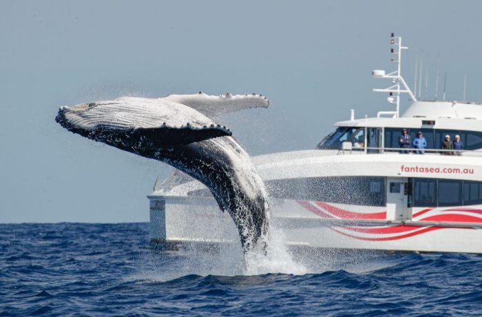 whale leaping out of the water in front of a boat